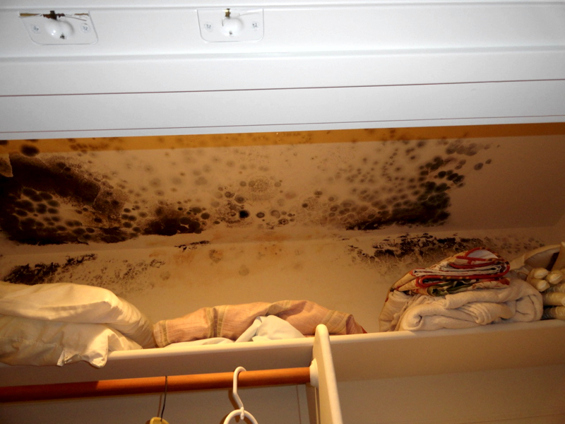 Mold in a closet